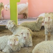 5 Cara Mudah Menabung untuk Membeli Hewan Kurban Jelang Iduladha