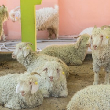 5 Cara Mudah Menabung untuk Membeli Hewan Kurban Jelang Iduladha