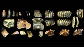 Homo Erectus Berusia 140 Ribu Tahun DItemukan di Selat Madura