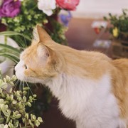 Serba-serbi Catnip, Tanaman yang Jadi Favorit Para Kucing