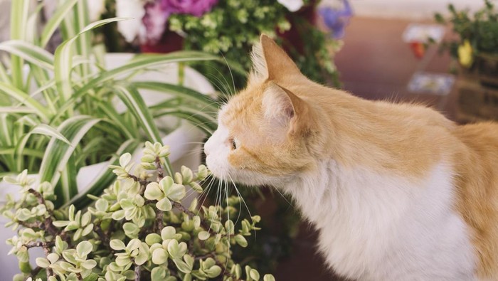 Serba-serbi Catnip, Tanaman yang Jadi Favorit Para Kucing