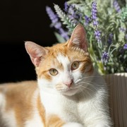 3 Tanaman yang Berbahaya untuk Kucing, Pawrents Wajib Tahu!
