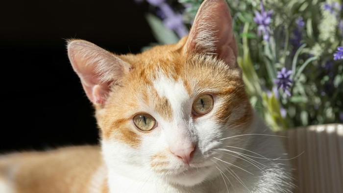 3 Tanaman yang Berbahaya untuk Kucing, Pawrents Wajib Tahu!