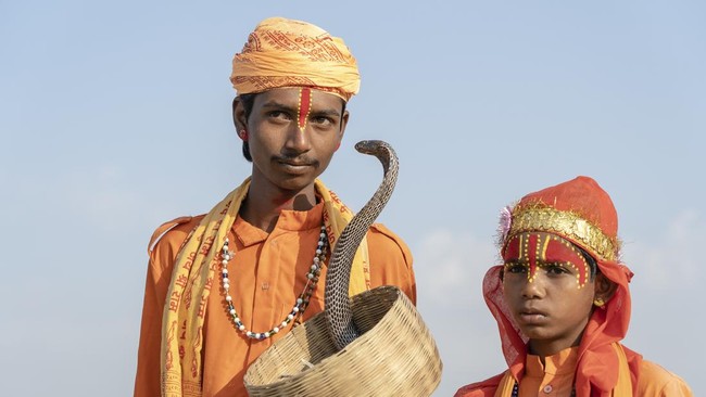 ilustrasi ular india