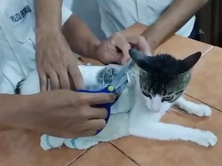 Tak Disangka-sangka, Anabul di Kostarika Dijadikan Kurir Narkoba