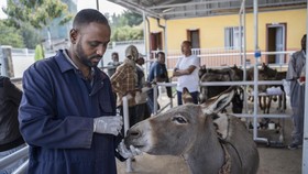 FOTO: Mengintip Klinik Gratis untuk Keledai di Ethiopia