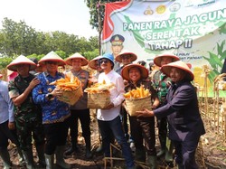 Komedian Isa Bajay Panen Jagung Bersama TNI/Polri di Magetan