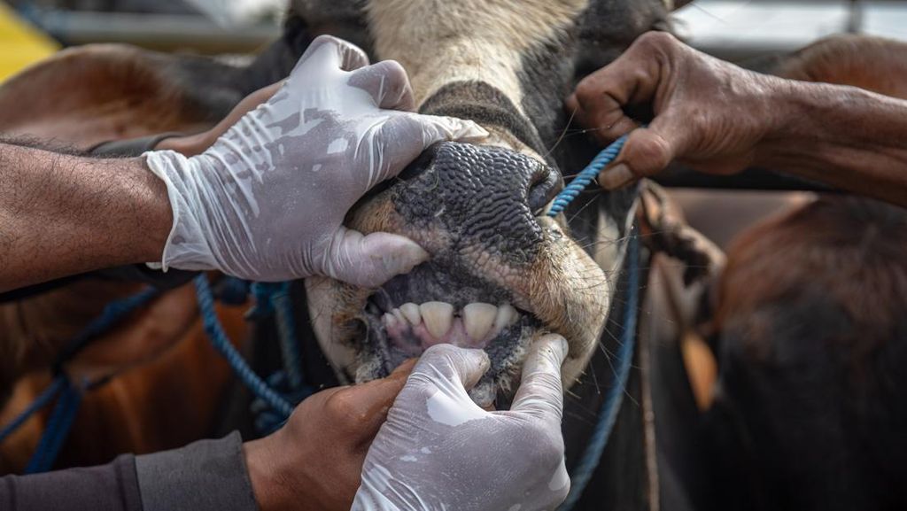 839 Ekor Hewan Ternak di Jatim Terserang Virus PMK