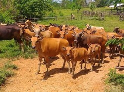 Keistimewaan Sapi Bali,Ternak Unggulan yang Masih Satu Famili dengan Banteng