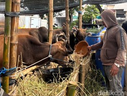 Sapi Kurban di Surabaya Dijual Mulai Harga Segini