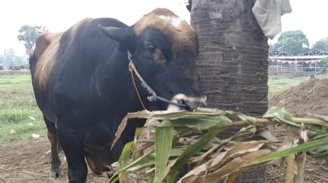 Sapi Kurban Prabowo di Gowa Sulsel Dijaga 20 Orang Selama 24 Jam Daeng Tiro bangga sapinya terpilih jadi sapi kurban Presiden Prabowo untuk hari raya Iduladha. Ia mengaku memberi pakan khusus untuk sapi jenis Simental ini.
