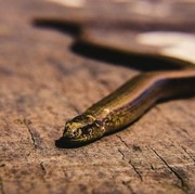 Hati-Hati, Ini 6 Tanda Rumah yang Menjadi Tempat Tinggalnya Ular