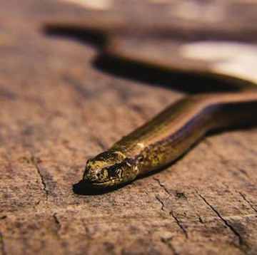 Hati-Hati, Ini 6 Tanda Rumah yang Menjadi Tempat Tinggalnya Ular