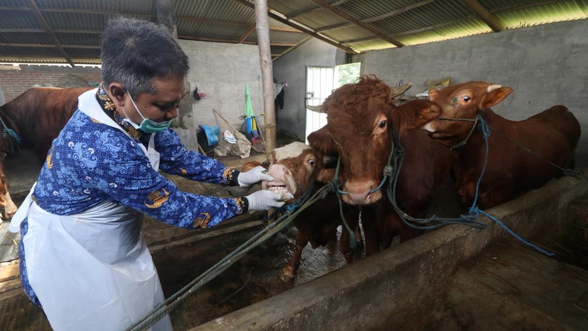 FOTO: Pemeriksaan Hewan Kurban Jelang Iduladha 2025