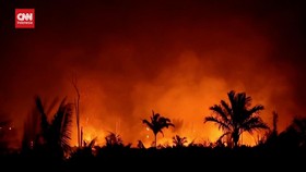 VIDEO: Deforestasi Global Capai Rekor Terburuk pada 2024