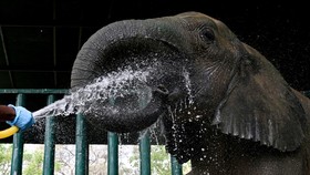 FOTO: Gajah-gajah Malang Pakistan Terserang TBC