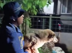 Anjing Jatuh ke Lubang Bekas Galian di Bogor, Damkar Evakuasi