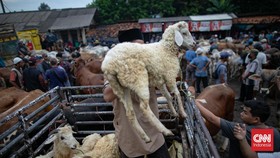 FOTO: Geliat Penjualan Hewan Korban di Pasar Jonggol Jelang Iduladha
