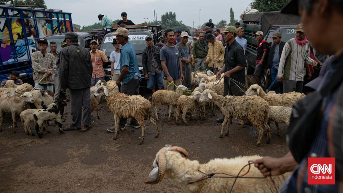 Syarat Orang yang Ingin Menunaikan Qurban Idul Adha