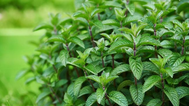 Ternyata Daun Mint Tidak Boleh Ada di Taman Rumah, Ini Alasannya Kata Pakar