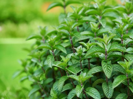 Ternyata Daun Mint Tidak Boleh Ada di Taman Rumah, Ini Alasannya Kata Pakar