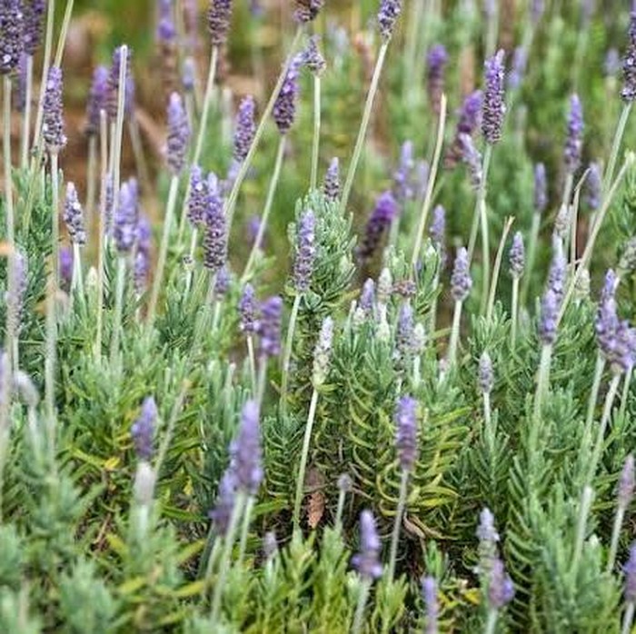 Lavender/Foto: Freepik