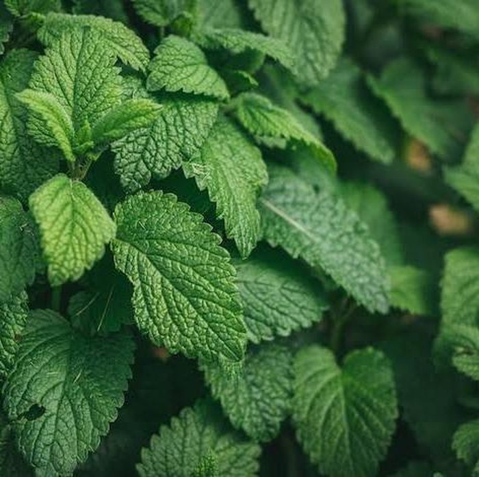 Mint/Foto: Freepik