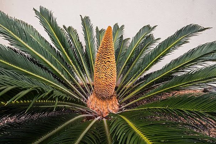 Palem Sagu/Foto: PNGTree