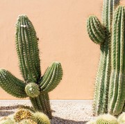 Menurut Feng Shui, 7 Tanaman Ini Bisa Membawa Energi Negatif dan Bikin Sial