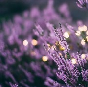 Punya Banyak Manfaat, Ini 6 Tanaman Penyembuh yang Bisa Kamu Tanam di Rumah Menurut Ahli