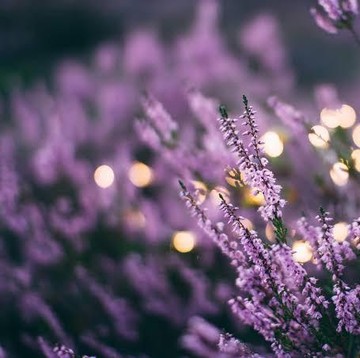 Punya Banyak Manfaat, Ini 6 Tanaman Penyembuh yang Bisa Kamu Tanam di Rumah Menurut Ahli