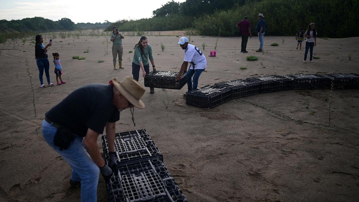 FOTO: Buaya Orinoco Khas Venezuela di Ambang Kepunahan