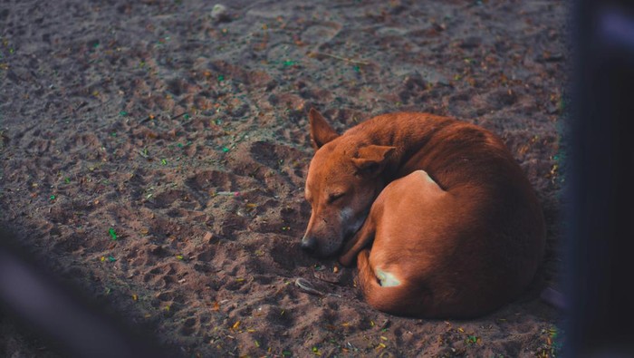 Ilustrasi anjing liar