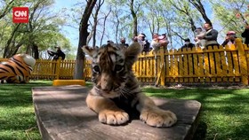 VIDEO: Gemasnya Anak-anak Harimau Siberia Pikat Warga China