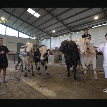 Raffi Ahmad Beli 4 Sapi Jumbo di Irfan Hakim, Dapat Bonus untuk Lily
