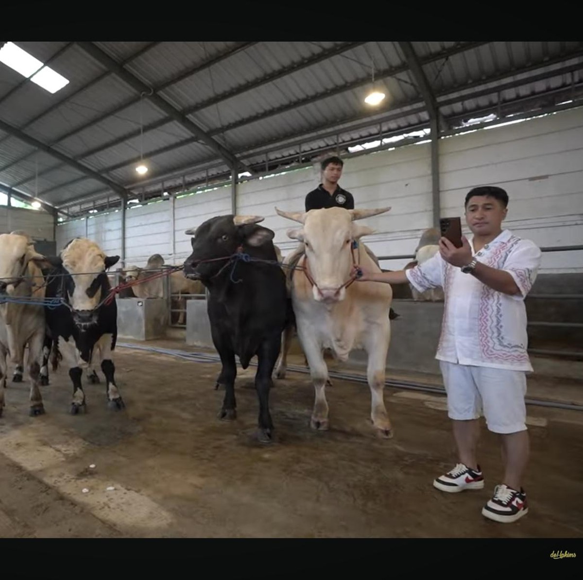Begini Penampakan Sapi Jumbo Limited Milik Raffi Ahmad untuk Kurban