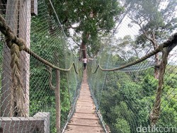 Jalan-jalan ke Wisata Alam Bukit Bengkirai, Wajib Coba Canopy Bridge-nya