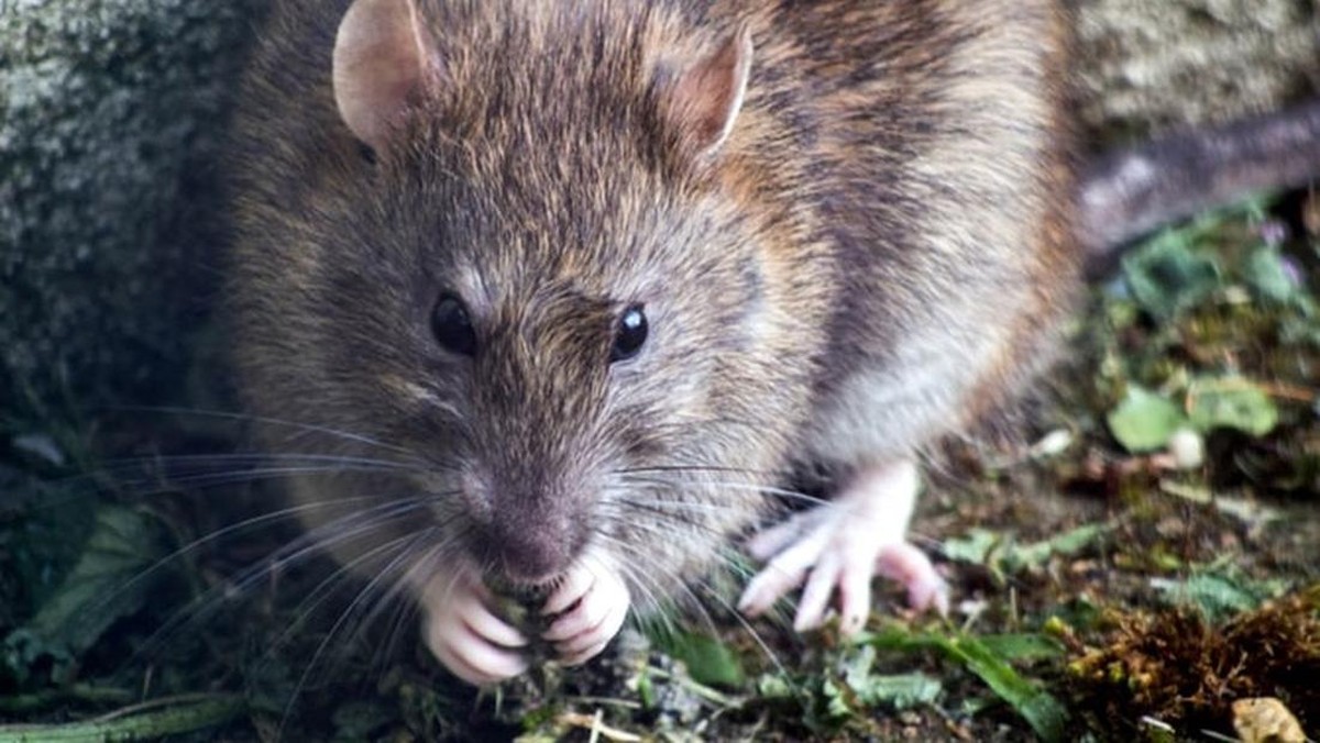 Jakarta Basmi Ikan Sapu-Sapu, AS- Australia Perang Melawan Tikus