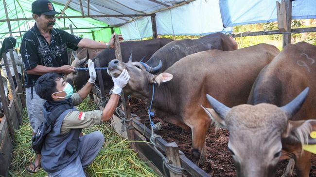 Perhimpunan Dokter Hewan Indonesia (PDHI) memberikan beberapa tips cara memilih hewan ternak yang dapat dijadikan kurban.