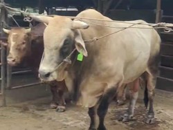 Presiden Prabowo Beli 3 Sapi Kurban asal Binjai, Salah Satunya Berbobot 860 Kg