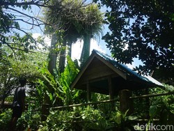 Kuburan Kuno Aya, Warisan Dayak Kayan yang Terancam Lenyap