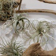 6 Tanaman yang Dilarang Masuk Kamar Timur dan Alasannya Menurut Feng Shui