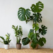 7 Tanaman Hias yang Bisa Diletakkan di Kamar Mandi, Bikin Udara Segar dan Tubuh Rileks