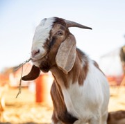 Dapat Kepala Kambing Saat Iduladha? Begini Cara Mudah Membersihkannya