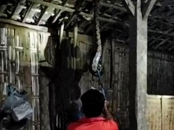 Piton 4 Meter Melilit Usuk Rumah Warga Tulas Klaten Bikin Heboh