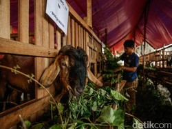 Mengapa Umat Muslim Hanya Berkurban Sapi, Kambing, Domba, Kerbau, atau Unta?