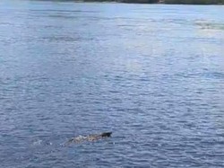 Komodo Berenang di Labuan Bajo Curi Perhatian Wisatawan