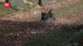 VIDEO: Konservasi Kucing Langka Lynx Iberia Capai 2.400 Ekor