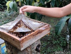 Wisatawan Timur Tengah Kepincut Madu Asam Lebah tanpa Sengat di Bali