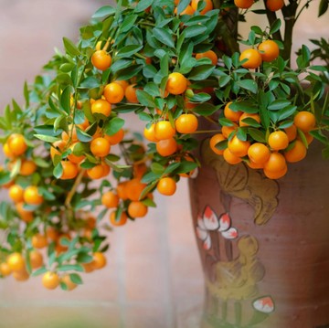 5 Pohon Pembawa Rezeki Menurut Feng Shui, Tanam di Rumah atau Kantor Biar Hoki!